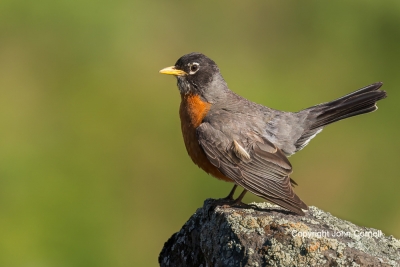 American-Robin;One;Turdus-migratorius;avifauna;bird;birds;color-image;color-phot